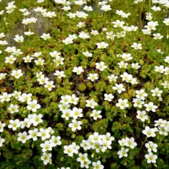 Sternmoos - Grüner Teppich ohne Aufwand