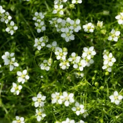 Sternmoos - Grüner Teppich ohne Aufwand