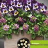 Stiefmütterchen & Steinkraut ‘Wine Cooler’ Mischung - Farbe von Frühling bis Herbst