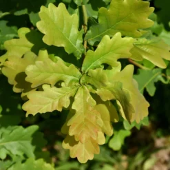 Stieleiche - Ein Baum für Generationen