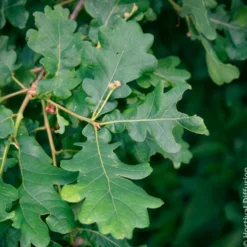 Stieleiche - Ein Baum für Generationen