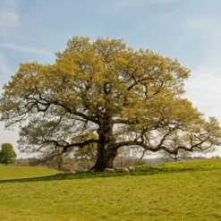 Stieleiche - Ein Baum für Generationen