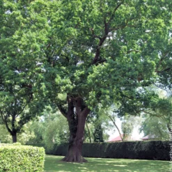 Stieleiche - Ein Baum für Generationen