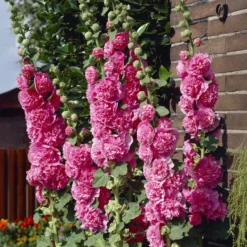 Stockrose Chaters Double Group Pink - Blütentürme in zartem Rosa