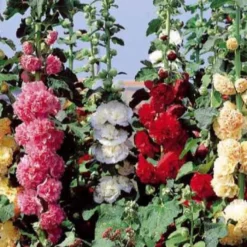 Stockrose Chater's Mix Mischung - Üppige Bauerngarten-Pracht