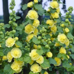 Stockrose gefüllt gelb - Sonnengelb bis über 1,80 m