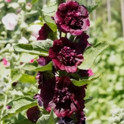 Stockrose gefüllt kastanienbraun - Bis zu 180 cm Blütenpracht