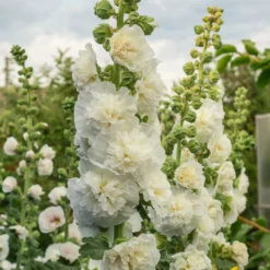 Stockrose gefüllt weiß - Weiße Blütenpracht bis 2 m