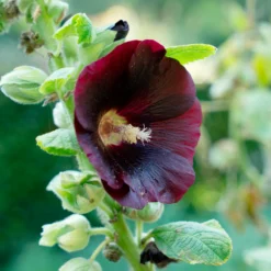 Stockrose Jet Black - Tiefschwarze Blüten im Beet