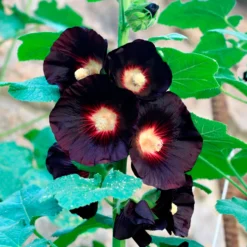 Stockrose Jet Black - Tiefschwarze Blüten im Beet