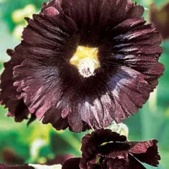 Stockrose Jet Black - Tiefschwarze Blüten im Beet