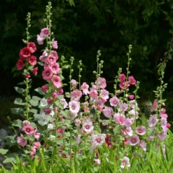Stockrose Simplex - Bis zu 2,50 m Blütenpracht