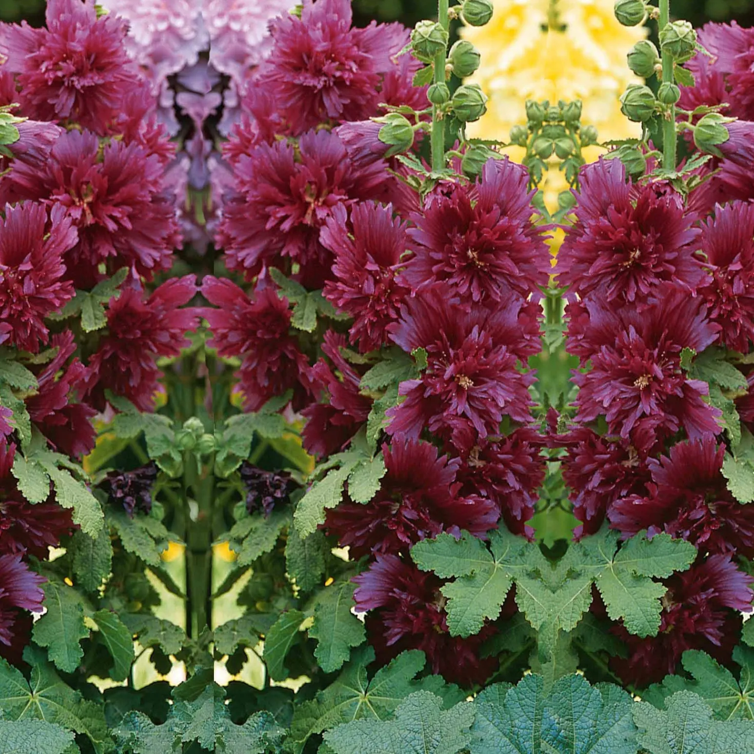 Stockrose ‘Spring Celebrities Purple’ - Farbe im ersten Jahr