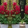 Stockrose ‘Spring Celebrities Crimson Red’ - Blüht schon im ersten Jahr