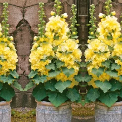 Stockrose ‘Spring Celebrities Lemon’ - Sonnengelb, schnell, einfach