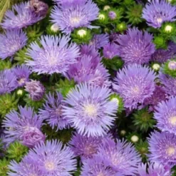 Stokesie ‘Mels Blue’ - Blaue Blüten den ganzen Sommer