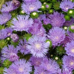 Stokesie ‘Mels Blue’ - Blaue Blüten den ganzen Sommer