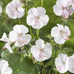 Storchschnabel 'Biokovo' - Grüner Teppich ohne Mühe