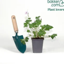 Storchschnabel 'Biokovo' - Grüner Teppich ohne Mühe