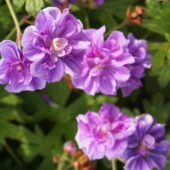 Storchschnabel ‘Caeruleum Plenum’ (x2) - Blaue Blütenfülle ohne Mühe