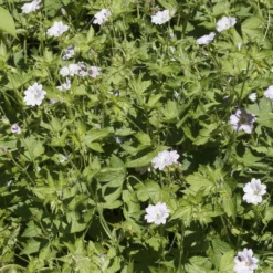 Storchschnabel ‘Katharine Adele’ (x3) - Blüht den ganzen Sommer