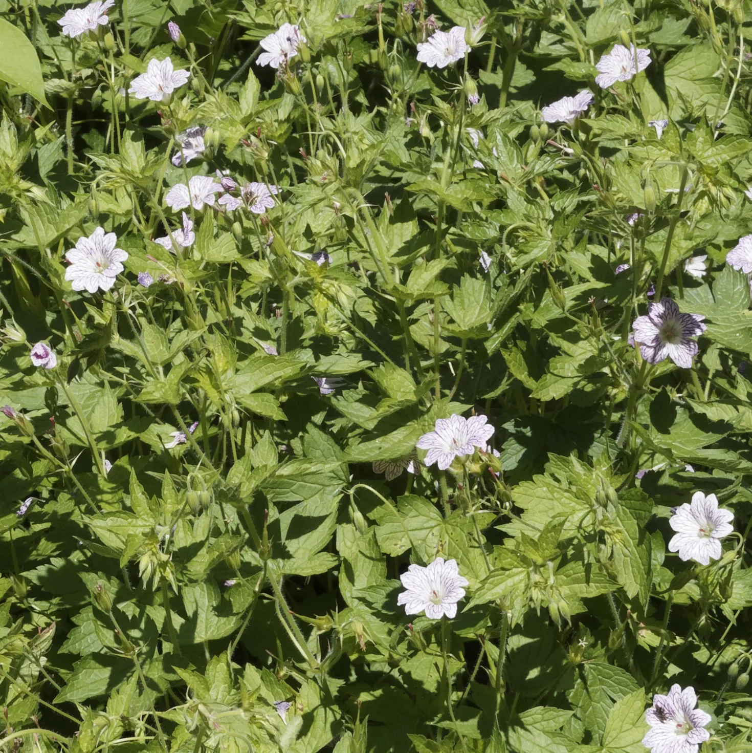 Storchschnabel ‘Katharine Adele’ (x3) - Blüht den ganzen Sommer