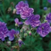 Storchschnabelmischung Double Jewel (rosa, blau, weiß) (x3) - Dreifarbige Blütenpracht