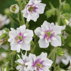 Storchschnabelmischung Double Jewel (rosa, blau, weiß) (x3) - Dreifarbige Blütenpracht