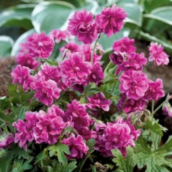 Storchschnabelmischung Double Jewel (rosa, blau, weiß) (x3) - Dreifarbige Blütenpracht