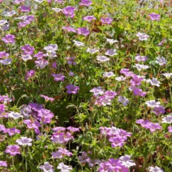 Storchschnabel ‘Rose Clair’ - Blüht monatelang von selbst