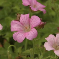 Storchschnabel ‘Rose Clair’ - Blüht monatelang von selbst