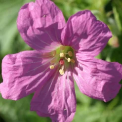 Storchschnabel Rosenlicht - Rosa Blütenteppich ohne Mühe