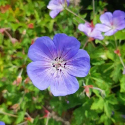 Storchschnabel 'Rozanne' - Blüht bis in den Herbst