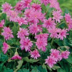 Storchschnabel Southcombe Double (x3) - Rosa Blütenteppich ohne Mühe