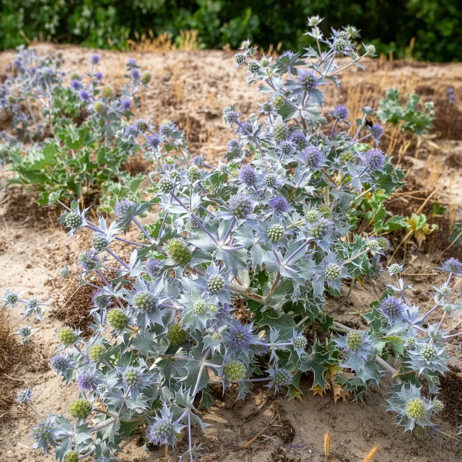 Stranddistel - Silberblau ohne Mühe