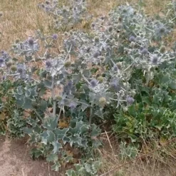 Stranddistel - Silberblau ohne Mühe