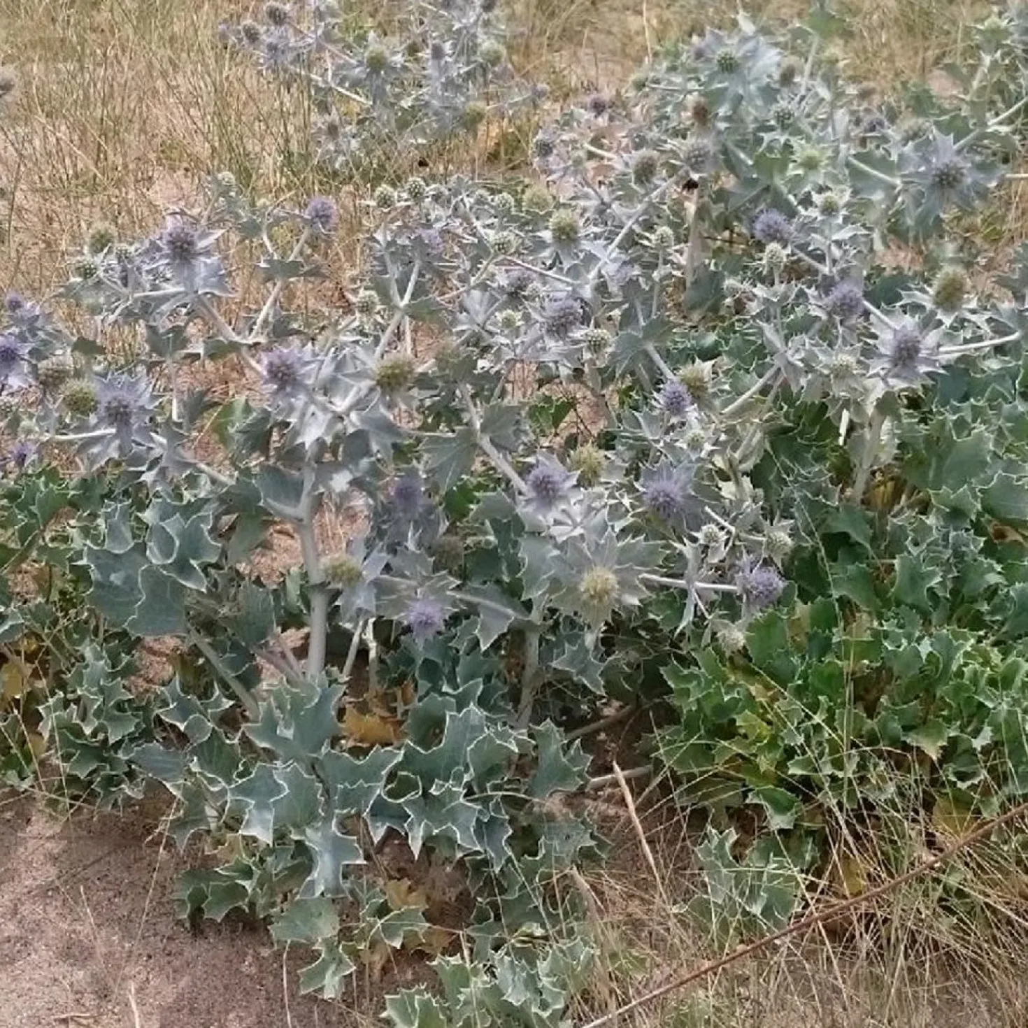 Stranddistel - Silberblau ohne Mühe