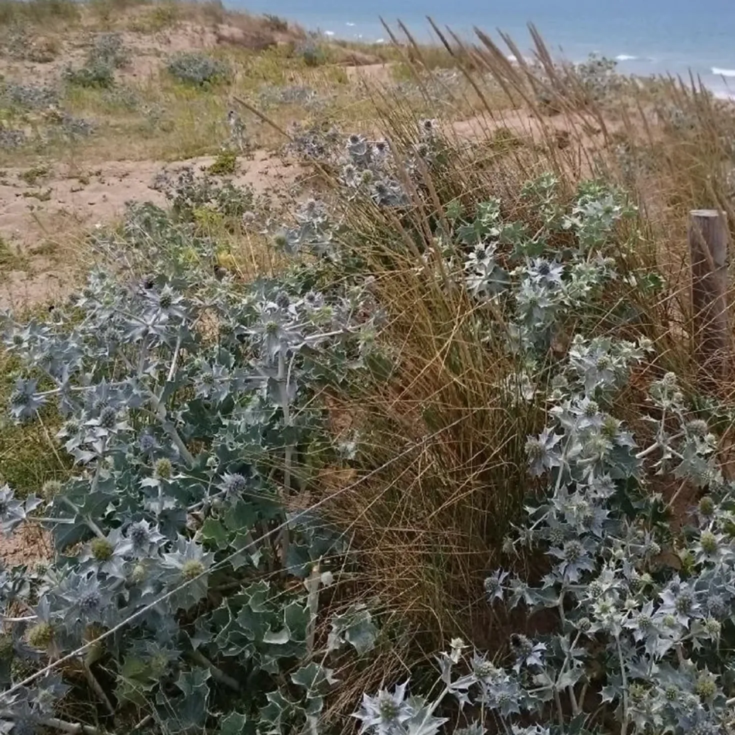 Stranddistel - Silberblau ohne Mühe