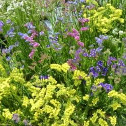 Strandflieder Mischung - Blüten die ewig halten