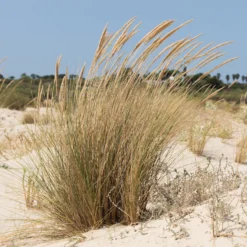 Strandhafer - Küstenfeeling im Garten
