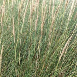 Strandhafer - Küstenfeeling im Garten