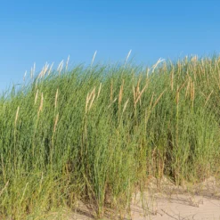 Strandhafer - Küstenfeeling im Garten