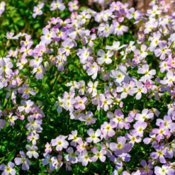 Strand-Veilchen - Blüten in nur 6 Wochen