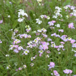 Strand-Veilchen - Blüten in nur 6 Wochen