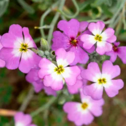 Strand-Veilchen - Blüten in nur 6 Wochen