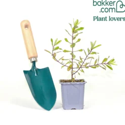 Strauch-Ehrenpreis ‘Celebration’ - Blüten bis in den November