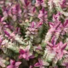 Strauch-Ehrenpreis Lady Ann® - Blüten bis in den Sommer