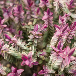 Strauch-Ehrenpreis Lady Ann® - Blüten bis in den Sommer