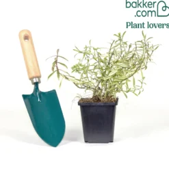 Strauch-Ehrenpreis Lady Ann® - Blüten bis in den Sommer