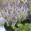 Strauch-Ehrenpreis Silver Dollar - Farbe im Winter, ganz easy